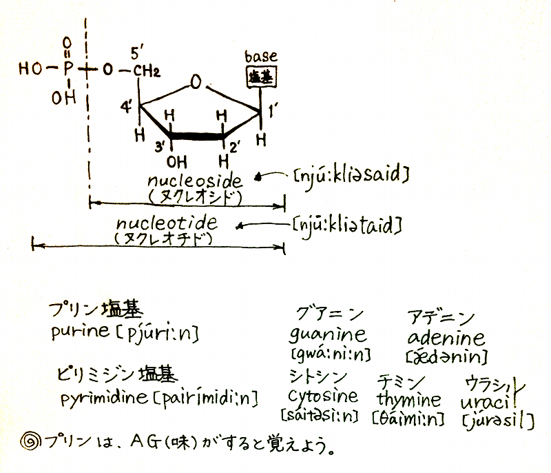 核酸と塩基